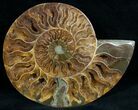 Split Ammonite Fossil (Half) #6892-1